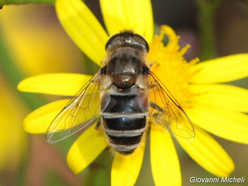 Syrphidae:  Eristalis sp., femmina